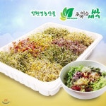 초록이슬새싹/새싹채소(450g)/브로콜리/유채/콜라비/적무/배추/무공해식품/무농약 | 신선식품 | 넥스티즈 - 예스24