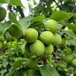 (주)녹채원푸드시스템 부산글로벌빌리지점 | 예스24 파트너샵ㅣ(주)글로벌푸드시스템