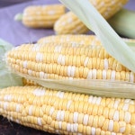 강원도 횡성 오영자님의 유기농 초당옥수수 10개 | 농업회사법인 주식회사 사그담 - 예스24