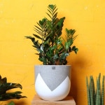 금전수 대형화분 Nordic color premium pot(L) - 예스24