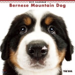 バ-ニ-ズ.マウンテン.ドッグ 2019年カレンダ- - 예스24