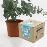 (내 곁에 반려식물 키우기) 허브메이트_유칼립투스(박스형) | 유칼립투스 | 주식회사 틔움세상 - 예스24