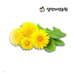 설악자연농원 건조민들레 600g 설악약초 - 예스24