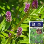 감초 씨앗 (500립) 꽃씨앗 야생화씨앗 약초씨앗 | 씨앗 | 화분월드 - 예스24 감초 씨앗 (500립)  꽃씨앗 야생화씨앗 약초씨앗 | 씨앗 | 화분월드... 