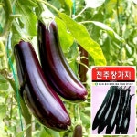진주장가지 씨앗 (100립) 채소씨앗 야채씨앗 배추씨앗 - 예스24 진주장가지 씨앗 (100립)  채소씨앗 야채씨앗 배추씨앗 - 예스24