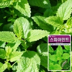 (허브) 스피아민트 씨앗 (500립) 허브씨앗 채소씨앗 | 씨앗 | 화분월드 - 예스24 (허브) 스피아민트 씨앗 (500립)  허브씨앗 채소씨앗 | 씨앗... 