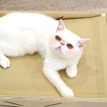 엉클펫 자작나무 반려동물 고양이 강아지 해먹 침대 - 예스24