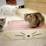 엉클펫 자작나무 반려동물 고양이 강아지 해먹 침대 - 예스24