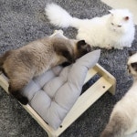 엉클펫 자작나무 반려동물 고양이 강아지 쿠션 침대 | 고양이침대 | 해피툴 - 예스24