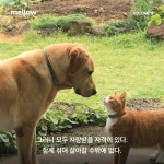 Mellow dog volume 8 멜로우매거진 [2023] | 펫앤스토리 저 | 펫앤스토리 - 예스24