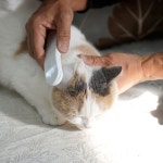 디어버즈 PE 귀 관리기 귀제습기 [반려견 반려묘 유아용] | (주)게이즈 - 예스24