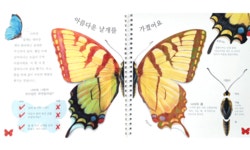 글로언스 | 아름다운 나비 이야기 | 수 언스테드 글 | 삐아제어린이 - 예스24