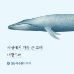 이 세상의 모든 고래 이야기 - 예스24