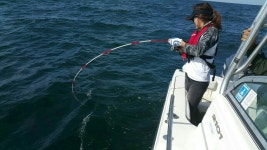 [낚시]포항 호미곶면 앞바다 삼치낚시 마릿수 행진 | YTN 포항 호미곶면 앞바다 삼치낚시 마릿수 행진 