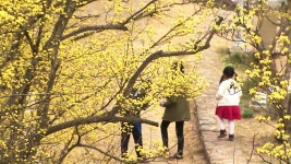 [전국]산수유 꽃이 넘실거리는 의성 산수유 꽃피는 마을 | YTN 산수유 꽃이 넘실거리는 의성 산수유 꽃피는 마을