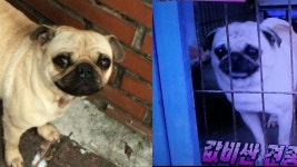 [사회]동물농장에 나온 공장 개가 잃어버린 저희 아이에요 | YTN 동물농장에 나온 공장 개가 잃어버린 저희 아이에요