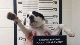 [국제]나를 찾아줘 지명수배 사진으로 주인 만난 강아지 | YTN 나를 찾아줘 지명수배 사진으로 주인 만난 강아지