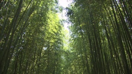 [전국]사색의 휴양지 태화강 십리대숲 | YTN 사색의 휴양지 태화강 십리대숲