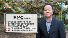 [health+life]우리나라 키위, 전남 보성의 자랑 참다래의 효능은? | YTN 우리나라 키위, 전남 보성의 자랑 참다래의 효능은?