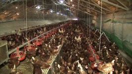 [전국]최후의 안전지대 동물복지농장도 뚫려...늑장 방역 논란 | YTN 최후의 안전지대 동물복지농장도 뚫려...늑장 방역 논란