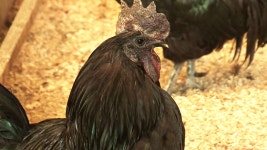 [전국]천연기념물 연산 오계 농장, AI 방역 안간힘 | YTN 천연기념물 연산 오계 농장, AI 방역 안간힘