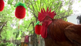 [국제]정유년 맞은 필리핀 동물원 꼬끼오 전시 | YTN 정유년 맞은 필리핀 동물원 꼬끼오 전시