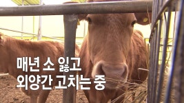 [사회][영상] 매년 소 잃고 외양간 고치는 중 | YTN [영상] 매년 소 잃고 외양간 고치는 중