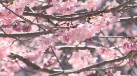 [전국]부산 배화학교에서 올해 첫 벚꽃 활짝 | YTN 부산 배화학교에서 올해 첫 벚꽃 활짝