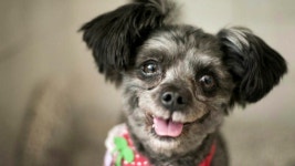 [사회]토리, 청와대 식구 된다...세계 최초 유기견 퍼스트 독 | YTN 토리, 청와대 식구 된다...세계 최초 유기견 퍼스트 독