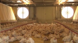 [경제]군산·부산 등 5개 시군 AI 확인...전국 확산 비상 | YTN 군산·부산 등 5개 시군 AI 확인...전국 확산 비상