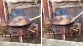 [국제]산 채로 뜨거운 냄비에서 죽어가는 강아지 | YTN 산 채로 뜨거운 냄비에서 죽어가는 강아지