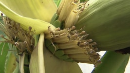 [전국]대구에서 열린 바나나, 알고 보니 파초 | YTN 대구에서 열린 바나나, 알고 보니 파초