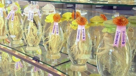 [전국]금산세계인삼엑스포...위기의 고려인삼 재도약 기회로 | YTN 금산세계인삼엑스포...위기의 고려인삼 재도약 기회로