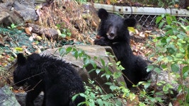 [사회]반달곰 마을로 다시 태어난 하늘 아래 첫 동네 | YTN 반달곰 마을로 다시 태어난 하늘 아래 첫 동네