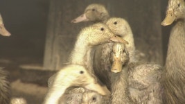 [전국]영암 오리 농장서 H5형 AI...6개 시·도 이동중지 명령 | YTN 영암 오리 농장서 H5형 AI...6개 시·도 이동중지 명령