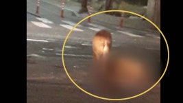 [사회]인천 도심 멧돼지 2마리 출몰 등 사건사고 종합 | YTN 인천 도심 멧돼지 2마리 출몰 등 사건사고 종합