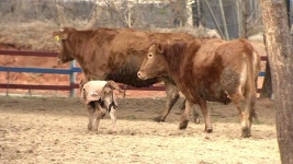 [전국]동물복지형 축산이 희망이다 | YTN 동물복지형 축산이 희망이다