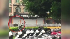 [국제][이브닝] 어디 가니? 타조의 농장 탈출기 [이브닝] 어디 가니? 타조의 농장 탈출기