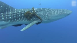 [SNS세상][지구촌생생영상] 고래상어 몸에 감긴 낚싯줄...5번 입수 끝에 풀어줘 [지구촌생생영상] 고래상어 몸에 감긴 낚싯줄...5번 입수 끝에... 