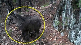 [사회]산양이 느릿느릿...살아있는 생태박물관 민통선 지역 | YTN 산양이 느릿느릿...살아있는 생태박물관 민통선 지역