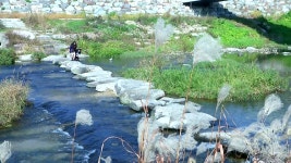 [전국]있는 그대로...반딧불이도 돌아온 도심 속 실개천 | YTN 있는 그대로...반딧불이도 돌아온 도심 속 실개천