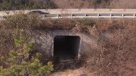 [전국]동물도 없는데 생태통로...주먹구구식 위치 선정 | YTN 동물도 없는데 생태통로...주먹구구식 위치 선정