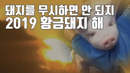 [자막뉴스] 돼지 무시하면 안 되지...2019 황금돼지의 해 | YTN [자막뉴스] 돼지 무시하면 안 되지...2019 황금돼지의 해