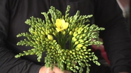 [전국]당신의 시작을 응원합니다...프리지어 수확 한창 | YTN 당신의 시작을 응원합니다...프리지어 수확 한창