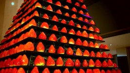 [문화]좀 비싸도 좋아...가심비 트렌드에 딸기뷔페 인기 | YTN 좀 비싸도 좋아...가심비 트렌드에 딸기뷔페 인기