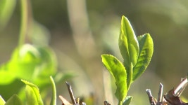 [전국]그윽한 녹차와 애절한 소리의 향연! | YTN 그윽한 녹차와 애절한 소리의 향연!