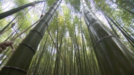 [전국]대나무의 맏형 맹종죽...죽순 수확 한창 | YTN 대나무의 맏형 맹종죽...죽순 수확 한창