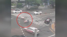 [전국]화물차에서 떨어진 돼지 2마리 김해 도로 활보 | YTN 화물차에서 떨어진 돼지 2마리 김해 도로 활보