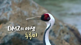[사회][버튼][DMZ의 야생] 두루미 | YTN [버튼][DMZ의 야생] 두루미