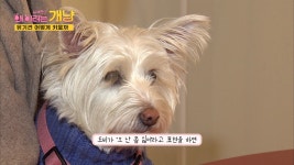[문화][설채현의 왜 이러는 개냥] 유기견 입양? 개의 언어를 익혀라 | YTN [설채현의 왜 이러는 개냥] 유기견 입양? 개의 언어를 익혀라